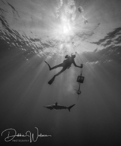 I happened to catch this diver and lone silky shark with ... by Debbie Wallace 